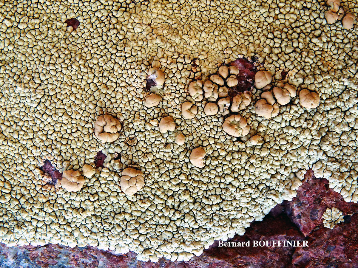 Lecanora concolor Ramond
